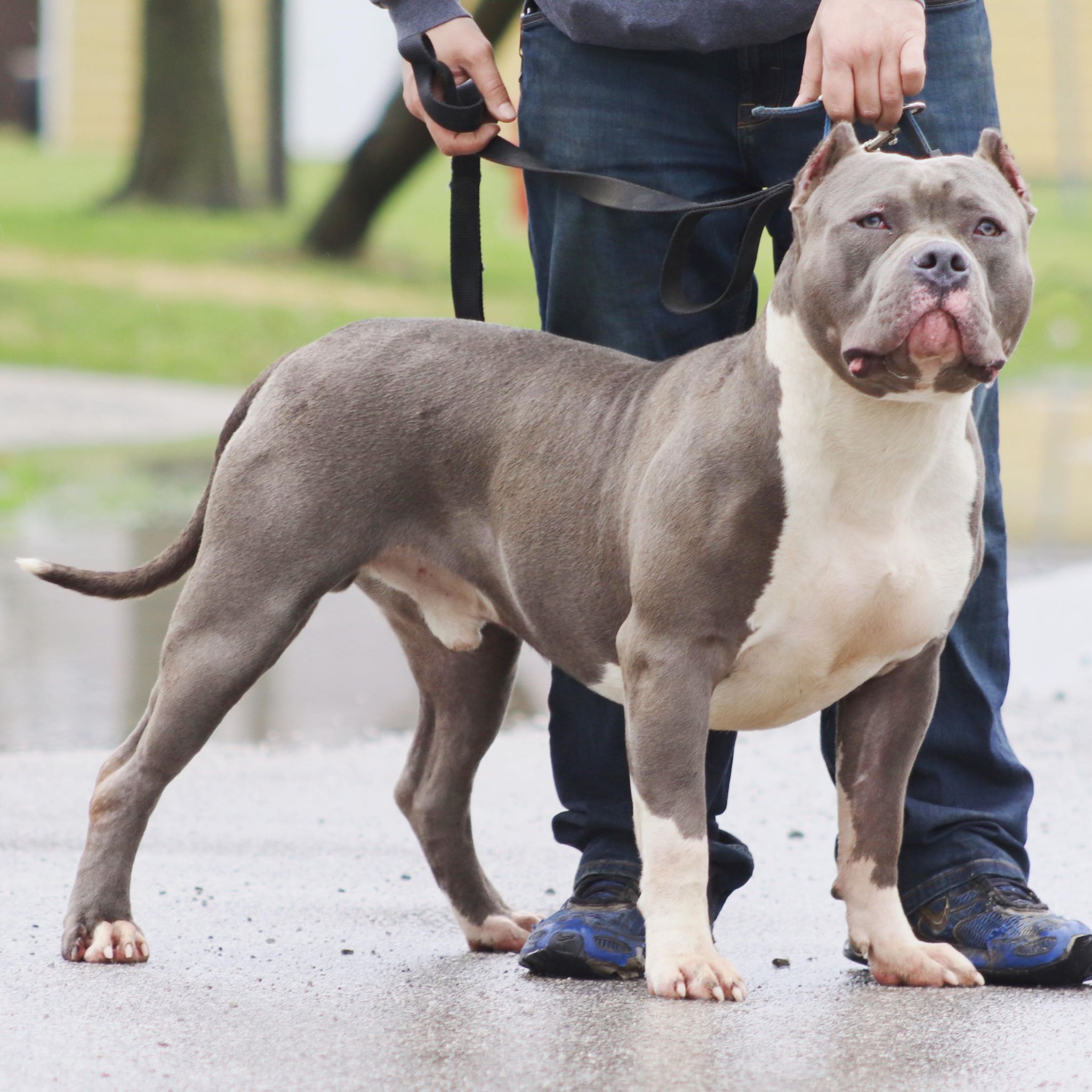 XL Bully Studs Archives - XL American Bully Breeders in NW Ohio