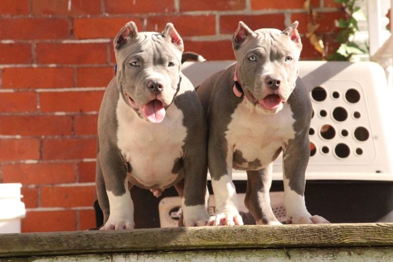 XL/XXL American Bullies in Ohio - XL American Bully Breeders in NW Ohio