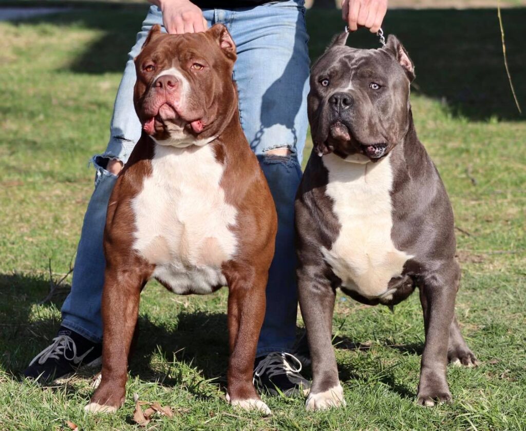 Xl Xxl Pitbull Xl Xxl American Bully Puppies In Ohio Xl American Bully Breeders In Nw Ohio