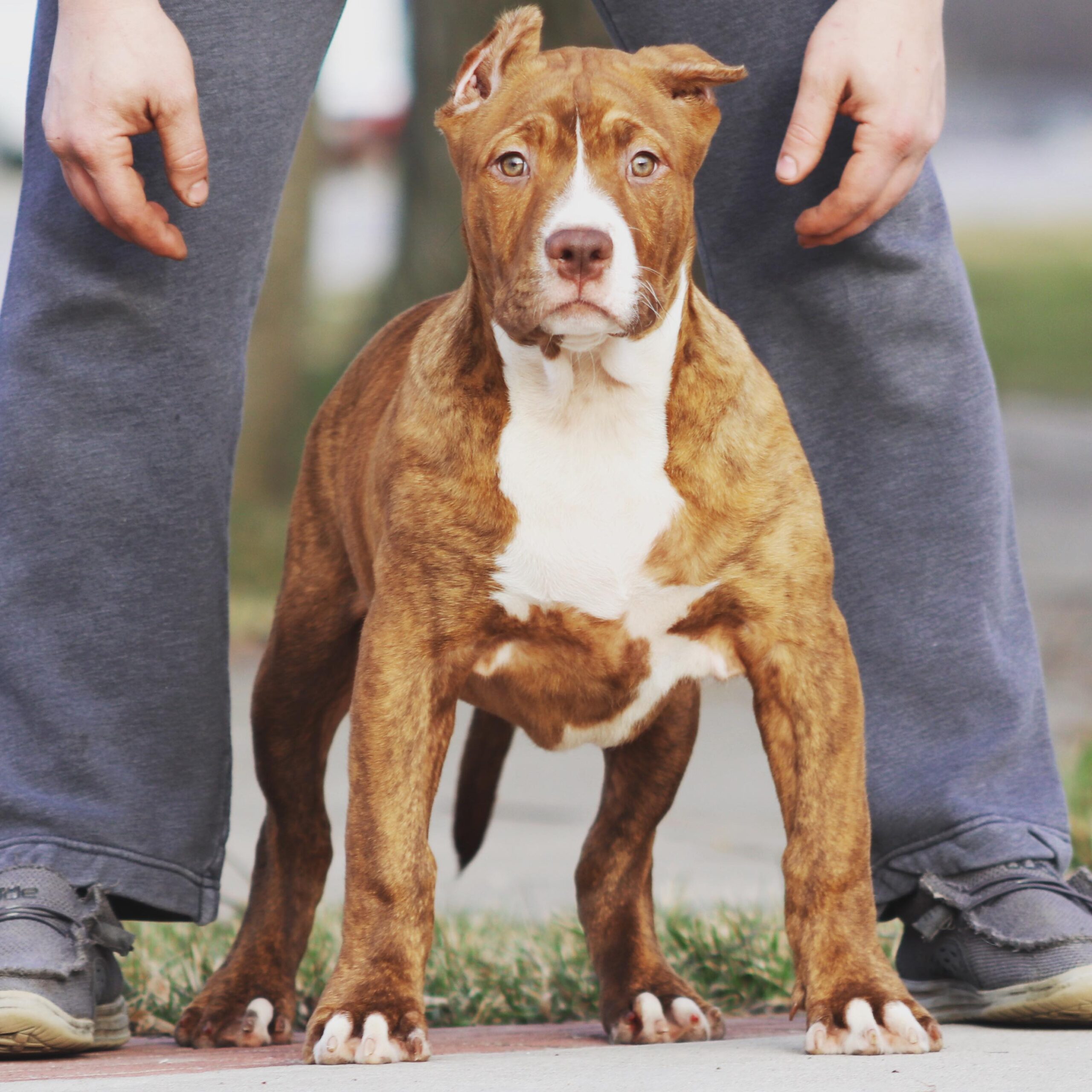 XL Bully Females Archives - XL American Bully Breeders In NW Ohio