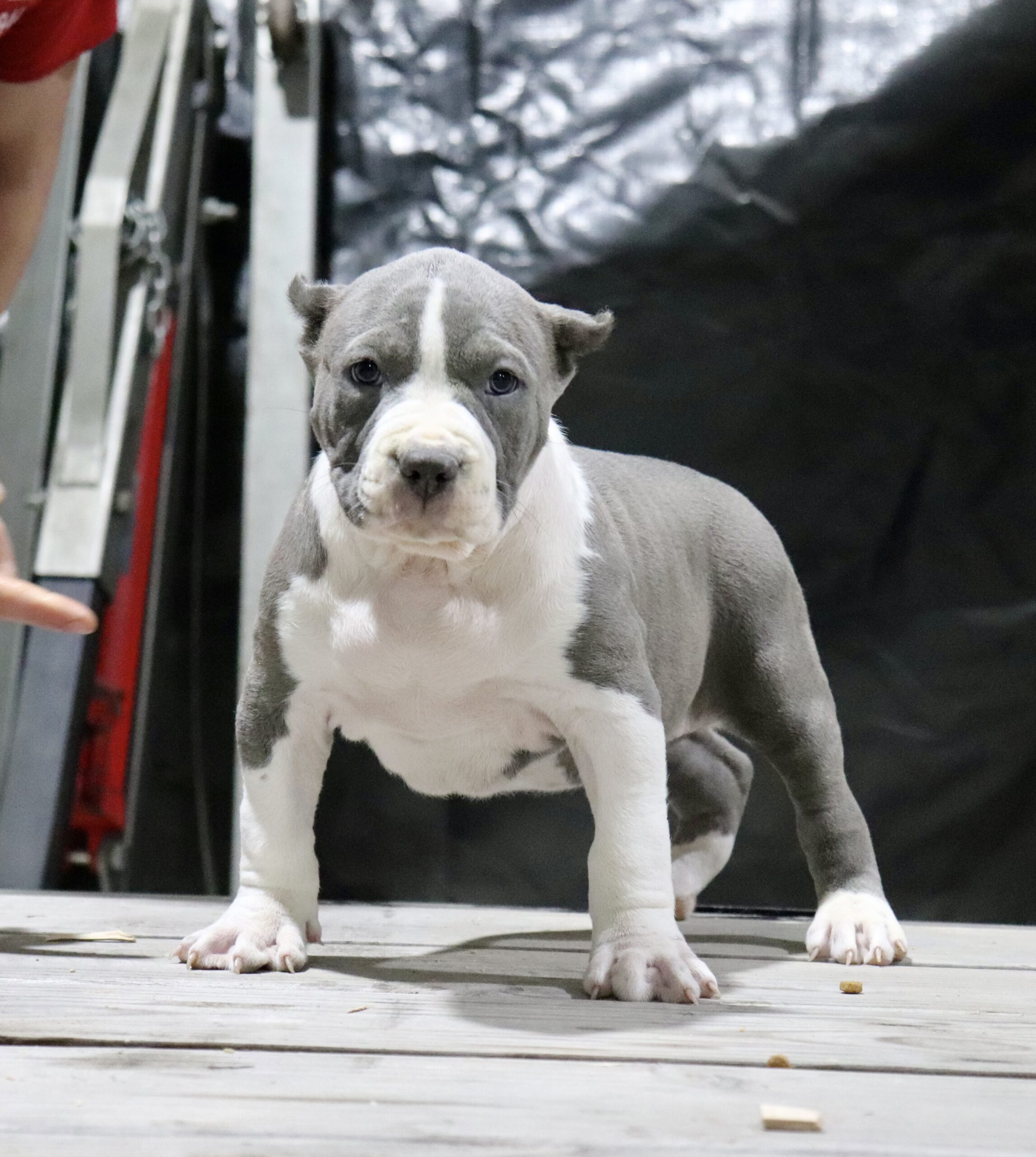XL Bully Puppies Archives - XL American Bully Breeders in NW Ohio