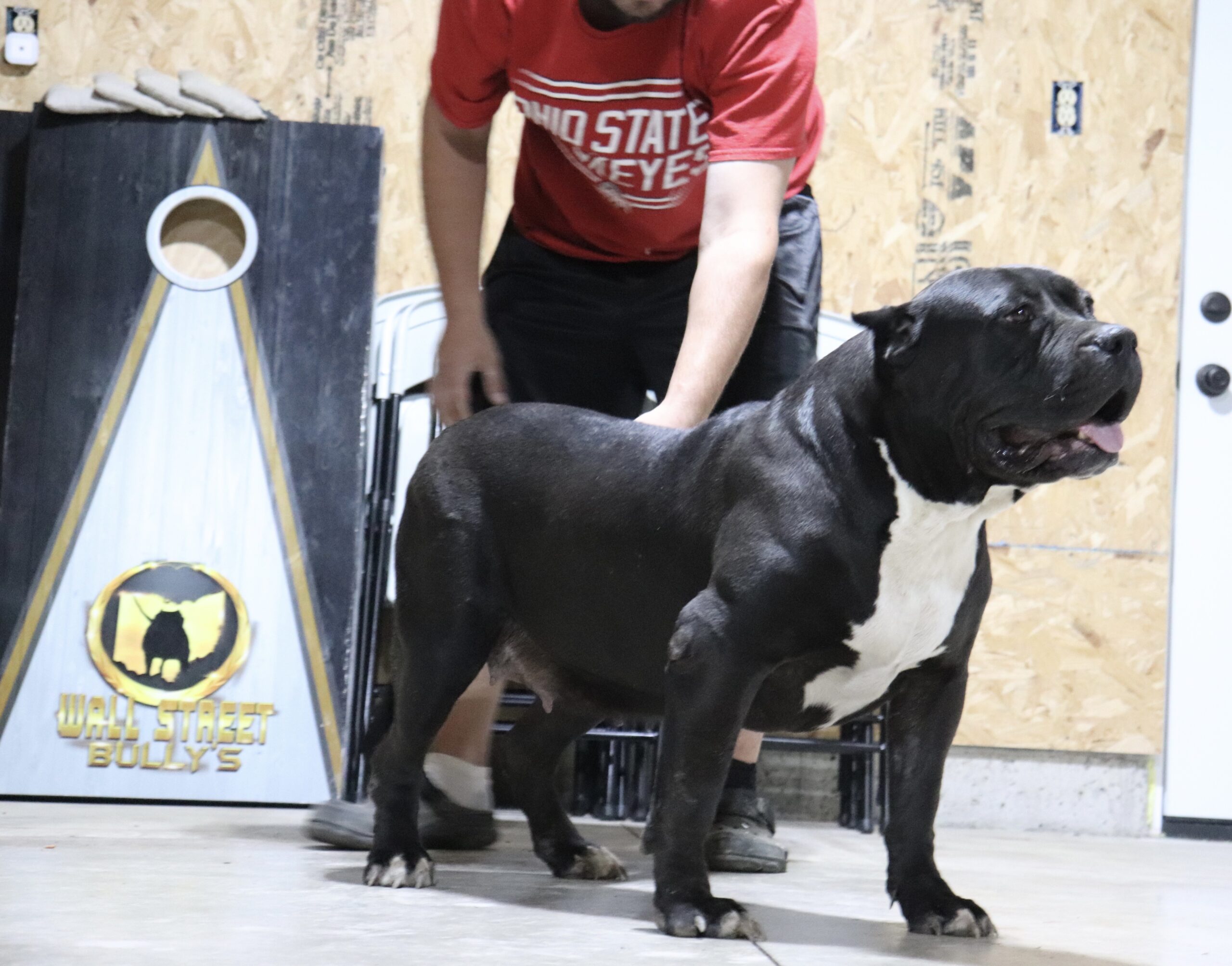 Xl Bully Adults Archives Xl American Bully Breeders In Nw Ohio